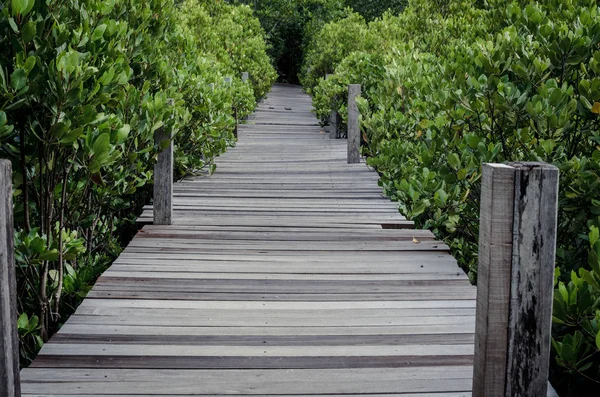 Деревянная дорожка в мангровых лесах — стоковое фото