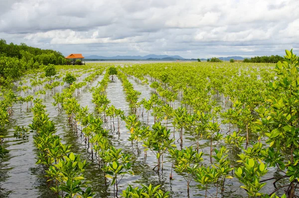 Kleiner Mangrovenanbau in Thailand vor einem Holzpavillon — Stockfoto