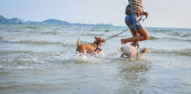 Kumsalda oynarken iki Tay köpek