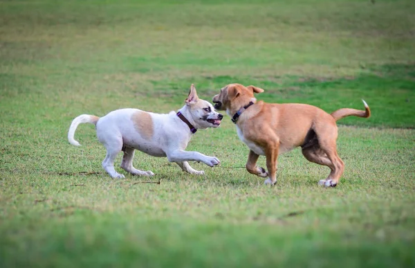 Két thai kutyák játék-ban zöld rét — Stock Fotó
