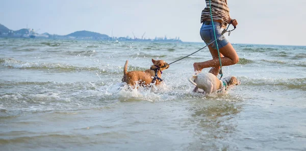 2 匹の犬のタイが浜辺で遊んで — ストック写真