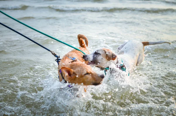 Két thaiföldi kutya a strandon — Stock Fotó