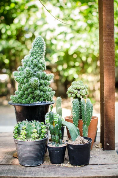 Primer plano de cactus pequeños en maceta de plástico —  Fotos de Stock