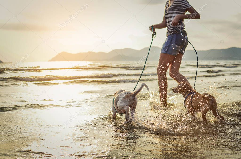 two thai dogs playing on the beach