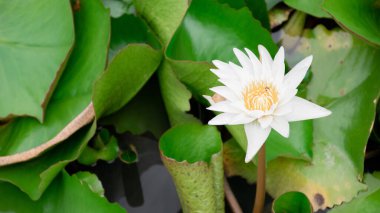 Tomurcuklanan nilüfer çiçeğini arka planda yeşil yaprağa karşı kapatın.