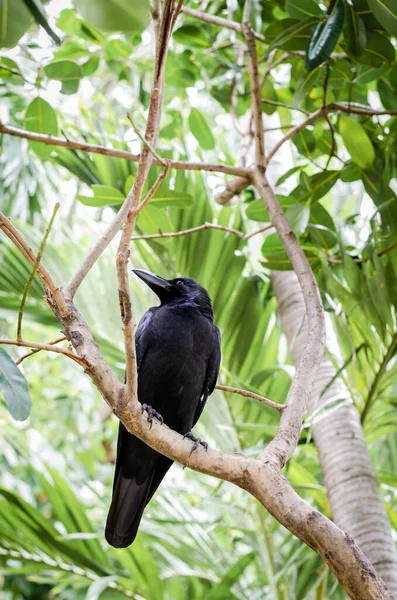 Corvo Preto Empoleirado Ramo Contra Fundo Folha Verde — Fotografia de Stock