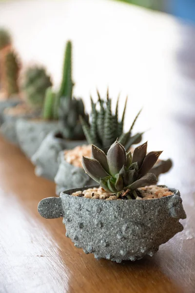 stock image small cactus in mini pot on wooden table