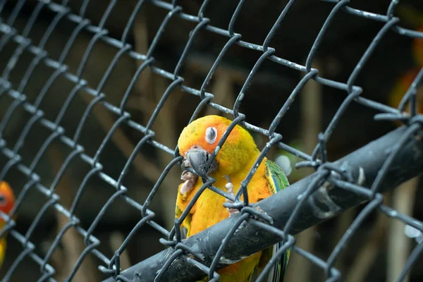 Zbliżenie Żółtej Papugi Próbuje Uciec Klatki — Zdjęcie stockowe