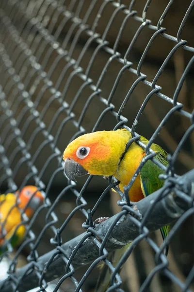 Zbliżenie Żółtej Papugi Próbuje Uciec Klatki — Zdjęcie stockowe