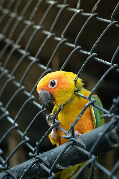 靠近一只想逃出笼的黄色鹦鹉 — 图库照片