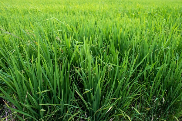 Закрыть Зеленым Рисом — стоковое фото