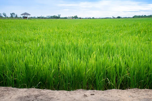 Campo Arroz Contra Céu Azul — Fotografia de Stock