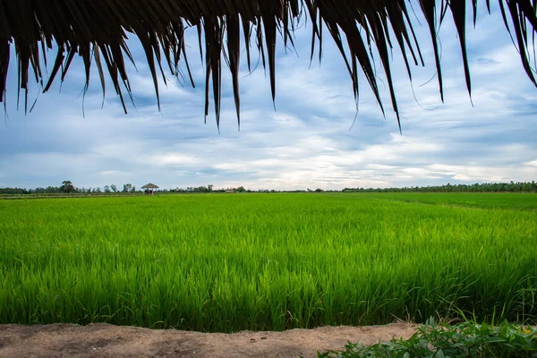 Campo Arroz Contra Céu Azul — Fotografia de Stock