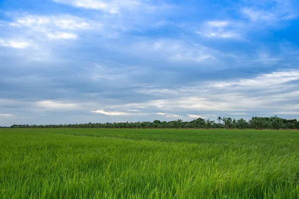 Rice Field Blue Sky — Stock Photo, Image