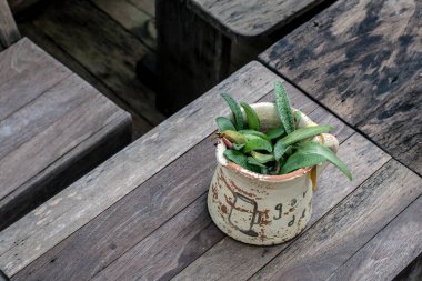 Beyaz pişmiş çömlekte küçük bir bitki.