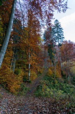 Karpat Dağları'nda sonbaharlar