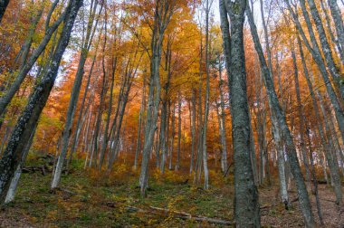 Karpat Dağları'nda sonbaharlar