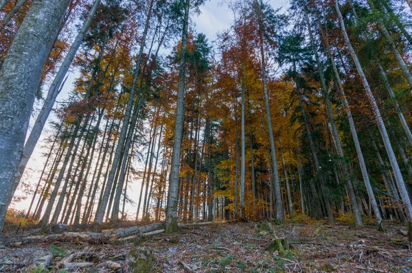 Karpat Dağları'nda sonbaharlar