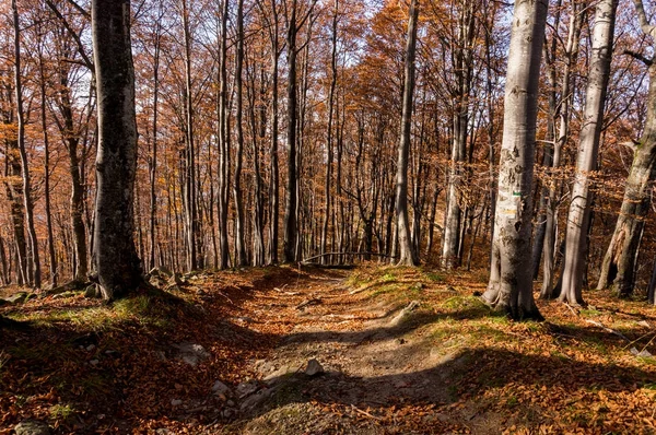 Sonbaharda Karpat Dağları'nın Güzellik
