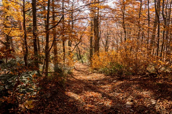 Sonbaharda Karpat Dağları'nın Güzellik