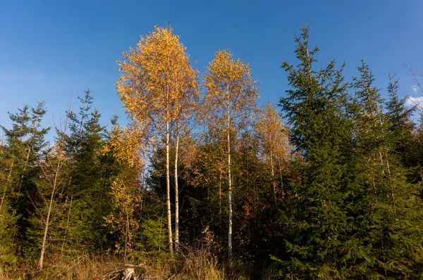 Karpat Dağlarında Sonbahar