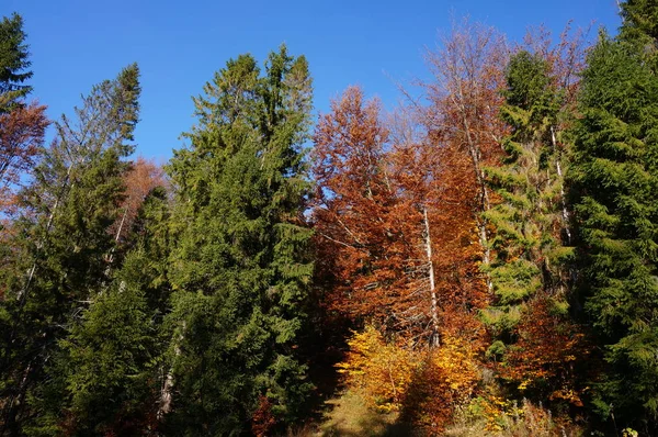 Karpat Dağlarında Sonbahar