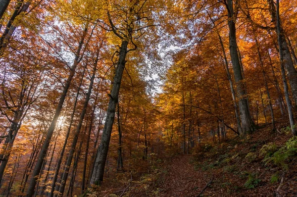 Karpat Dağları sonbaharın güzelliği