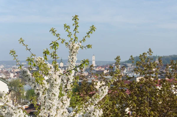 Sonniger Morgen Lviv — Stockfoto