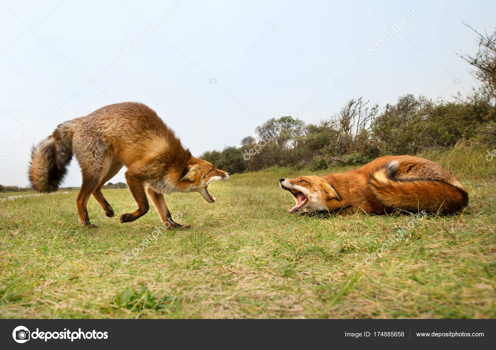 Deux Renards Roux Attaquer Les Uns Les Autres Disputant
