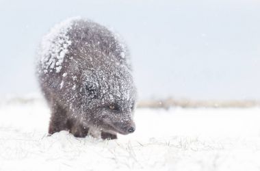 Blue Morph Arctic fox standing in the falling snow; winter in Iceland. clipart
