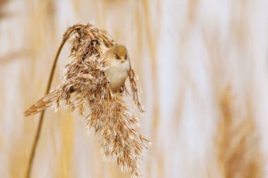 Sakallı baştankara (Panurus biarmicus), kadın yatakta reed, İngiltere'de tohumları besleme