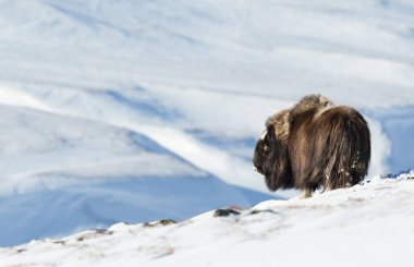 Erkek misk öküzü ayakta Dovrefjell, Norveç'te zorlu kış koşullarında dağlarda