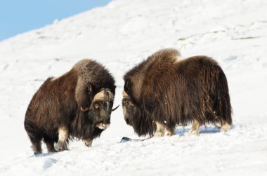 Male musk oxen fighting in the mountains of Dovrefjell in tough winter conditions in Norway clipart