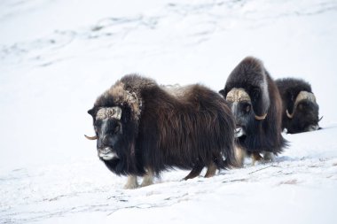 A group of male musk ox in the mountains in winter, Norway. clipart