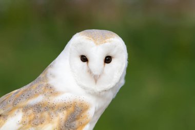 Yeşil arka plana karşı bir peçeli baykuş, yakın çekim