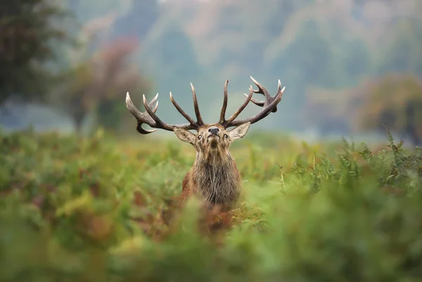 轍の間に赤の鹿鹿 — ストック写真