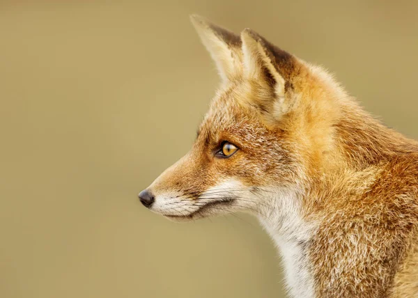 Zbliżenie Młodych Red Fox Przeciwko Jasne Tło Holandia — Zdjęcie stockowe