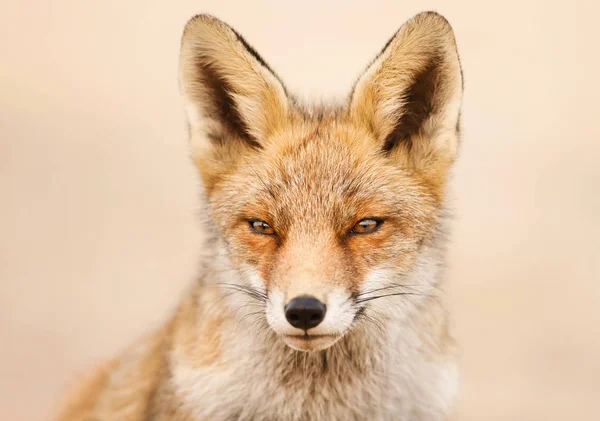 Portret Red Fox Przeciwko Jasne Tło — Zdjęcie stockowe