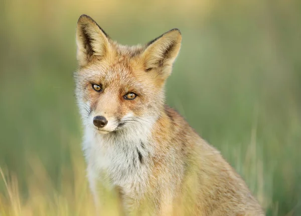 Zbliżenie Młodych Red Fox Siedząc Trawie Holandia — Zdjęcie stockowe