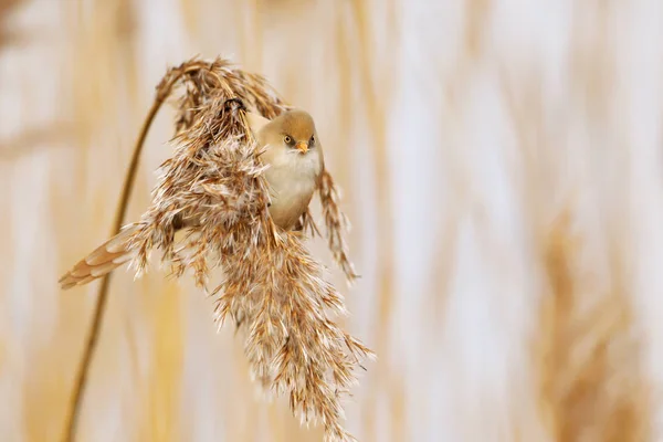 Bearded Tit Panurus Biarmicus Female Feeding Seeds Reed Bed — Stock Photo, Image