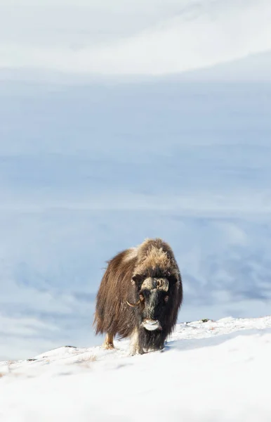 ノルウェーの厳しい冬の条件でドヴレフエルの山の雄のジャコウ牛立って — ストック写真