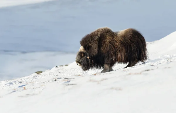 ノルウェーの厳しい冬の条件でドヴレフエルの山の雄のジャコウ牛立って — ストック写真