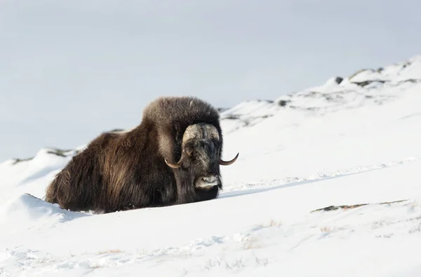 Boi Almiscarado Macho Descansando Nas Montanhas Dovrefjell Duras Condições Inverno — Fotografia de Stock