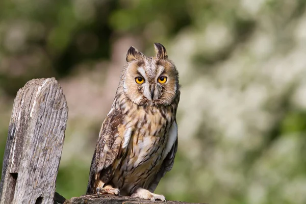 Lång Eared Owl Sittande Ett Inlägg Landsbygden England — Stockfoto