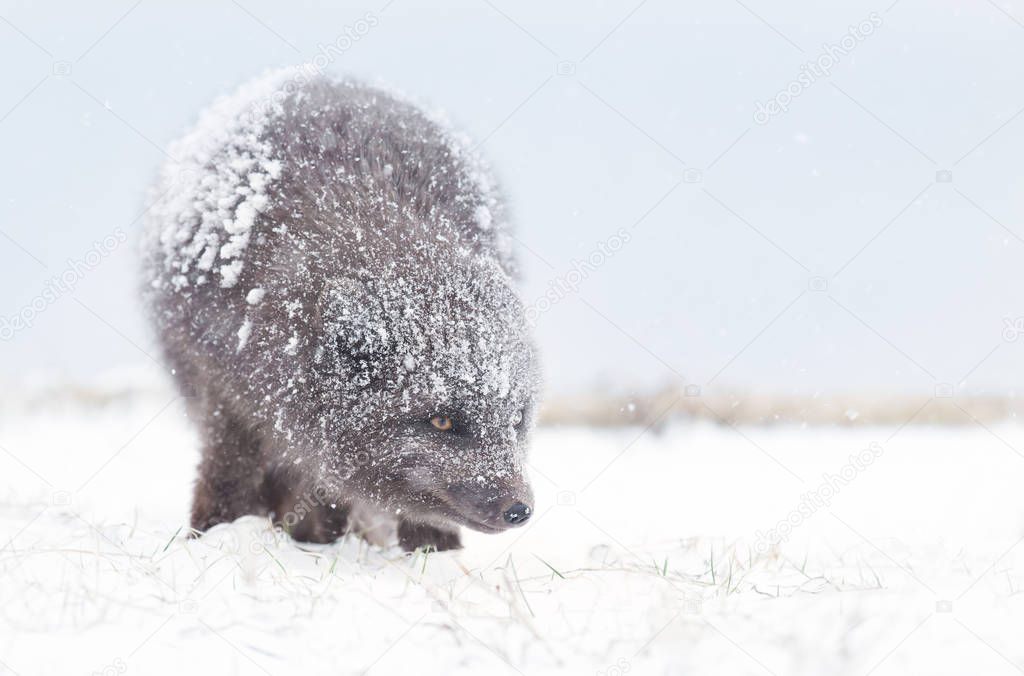 Blue Morph Arctic fox standing in the falling snow; winter in Iceland.