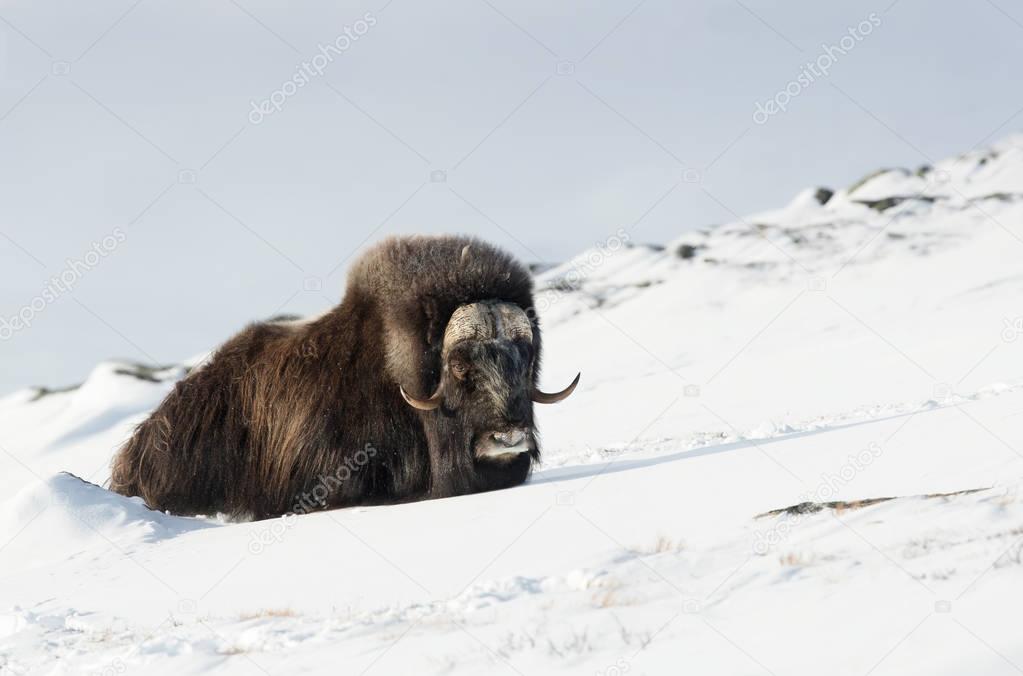 Male musk ox resting in the mountains of Dovrefjell in tough winter conditions in Norway