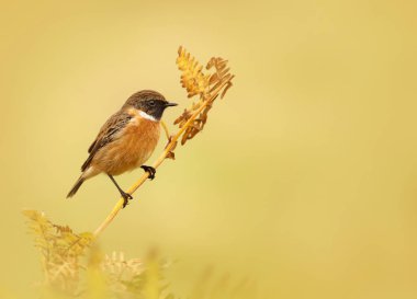 Avrupa stonechat fern dal açık arka plan, İngiltere'de tıraşlama.