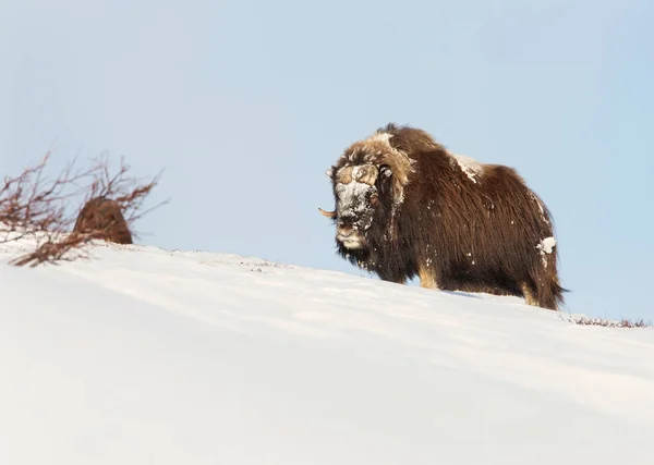 ノルウェーの厳しい冬の条件でドヴレフエルの山の雄のジャコウ牛立って — ストック写真