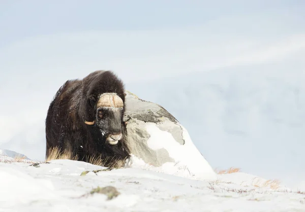 Männlicher Moschusochse Steht Den Bergen Von Taubenrefjell Bei Harten Winterbedingungen — Stockfoto