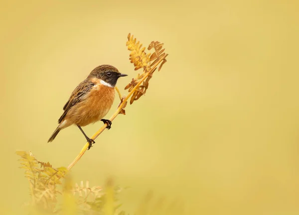 European Stonechat Perching Fern Branch Clear Background — Stock Photo, Image